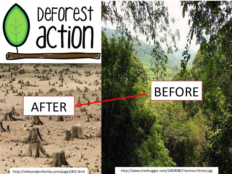 deforestaction rainforest powerpoint