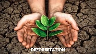 Deforestation