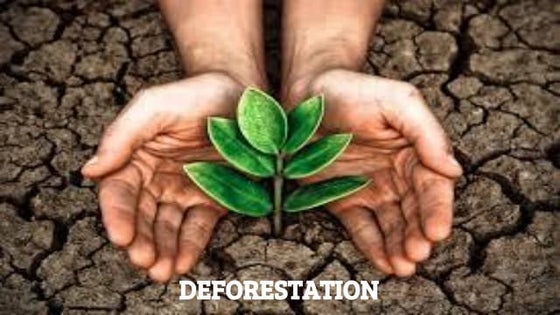 Deforestation