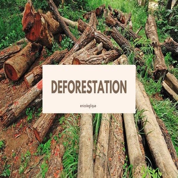 Deforestation - Causes, Effects and Solution