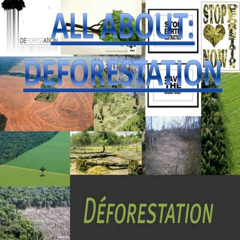 Deforestation maga pili pau