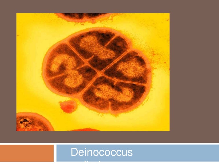 Deinococcus radiodurans