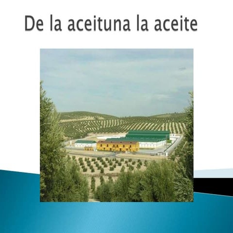 De la aceituna al aceite 1