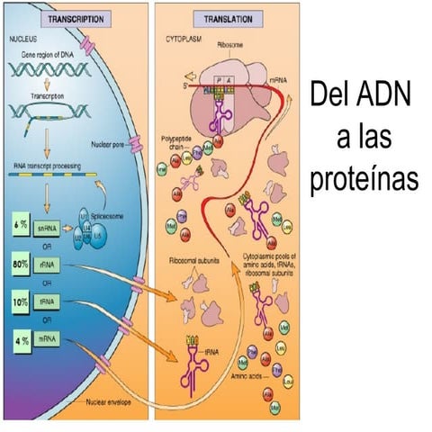 Del adn a las proteínas.1ppt
