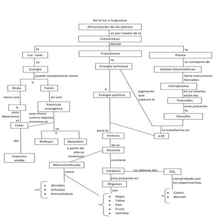 De la luz a la glucosa