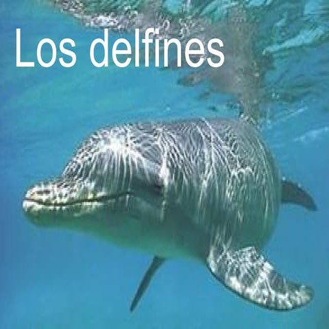 Delfines