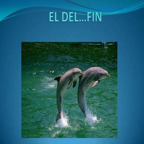 Delfin mar