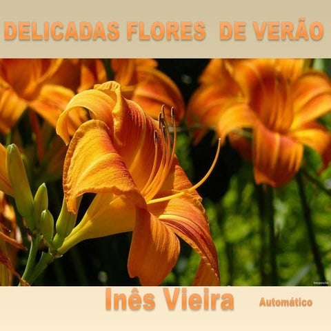 Delicadas flores de verao