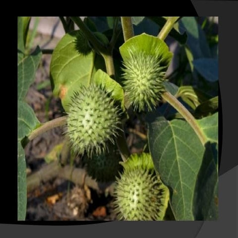 Comprehensive Overview of Deliriant Poisons: Datura, Cannabis, and ...
