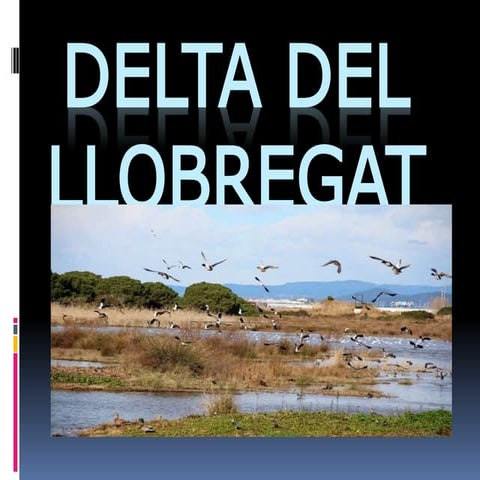 Delta de l llobregat OCELLOTS