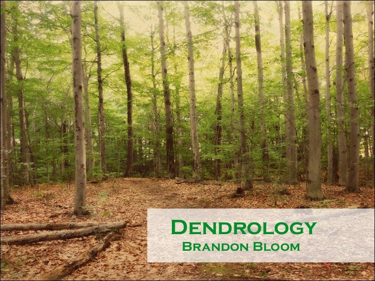 Software Dendrology by Brandon Bloom
