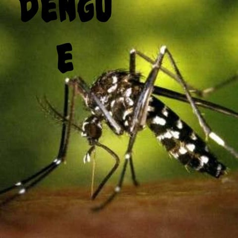 Dengue