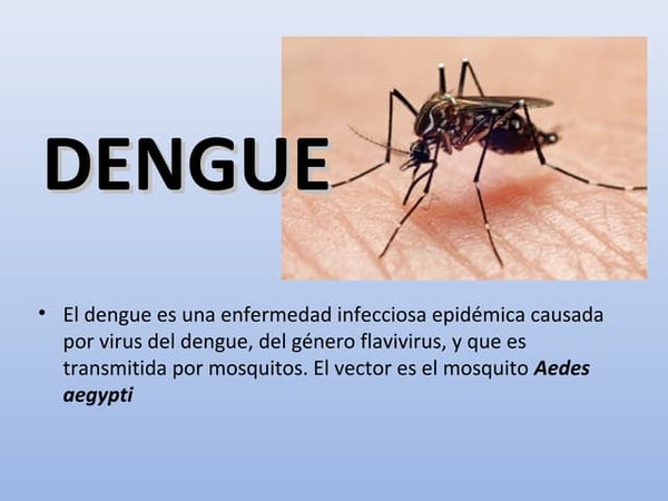 Que Es El Dengue Slideshare Que Es El Dengue Slideshare
