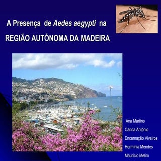 Dengue formação serviço