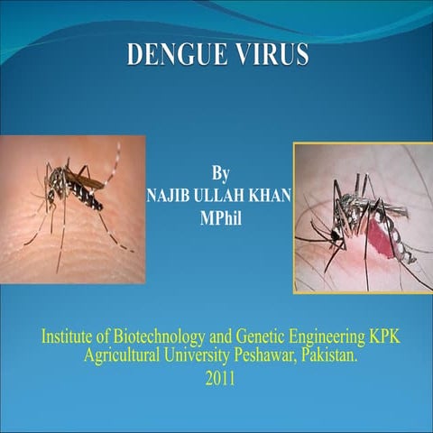Dengue virus  