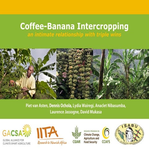 Coffee Banana Intercropping: An Intimate Relationship with Triple Wins