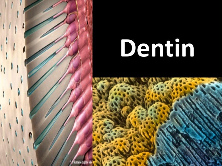 Dentin