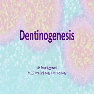 Dentinogenesis _ Lecture