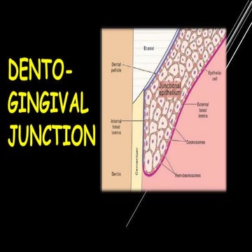 Dento gingival junction