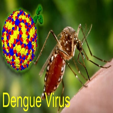 Introduction to Dengue Virus (virology).pptx
