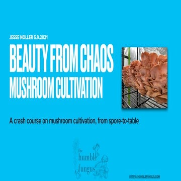 Beauty From Chaos: Mushroom Cultivation