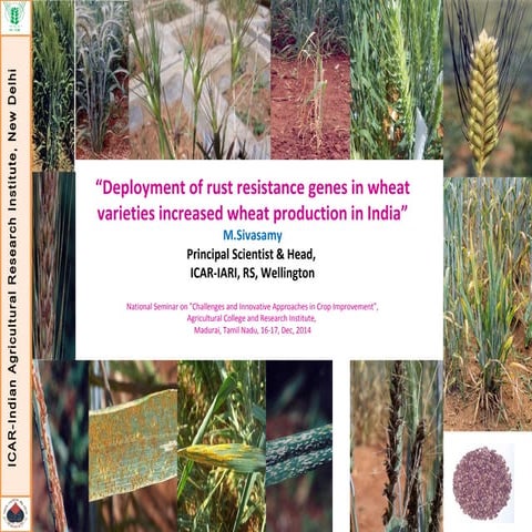 Deployment of rust resistance genes in wheat varieties