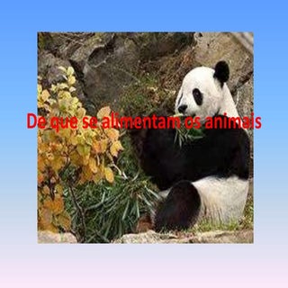 De que se alimentam os animais