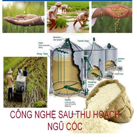 Cong nghe sau_thu_hoach_ngu_coc