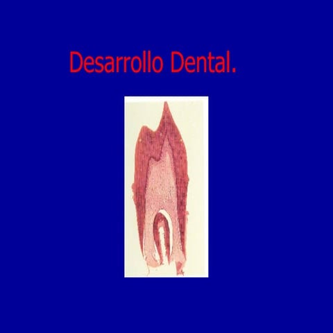 Desarrollo Dental
