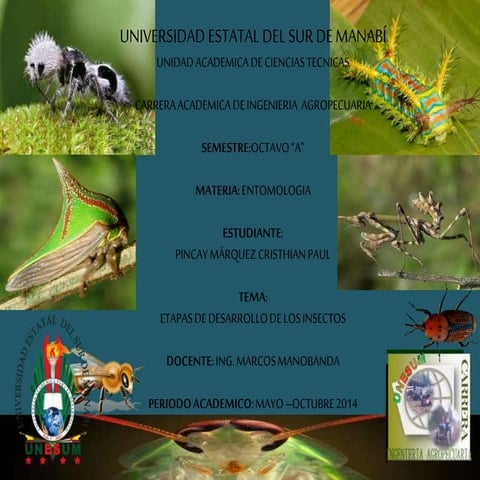 Reproducción y desarrollo de insectos.pdf