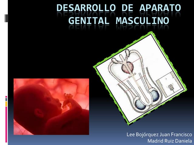Desarrollodeaparatogenitalmasculino...