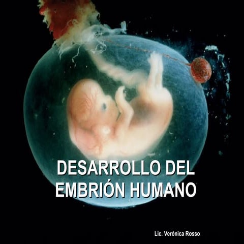 Desarrollo Del EmbrióN Humano