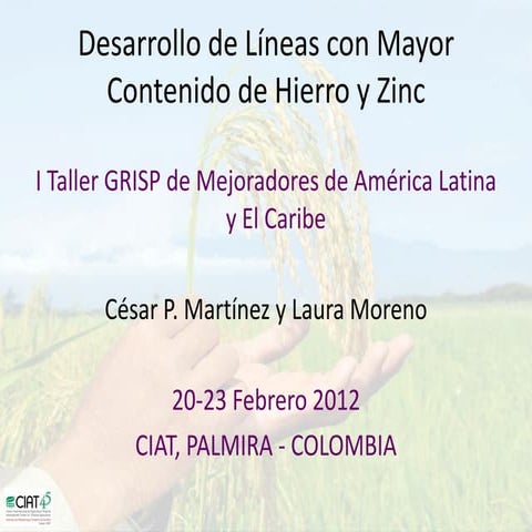 Desarrollo de lineas con mayor contenido de hierro y zinc