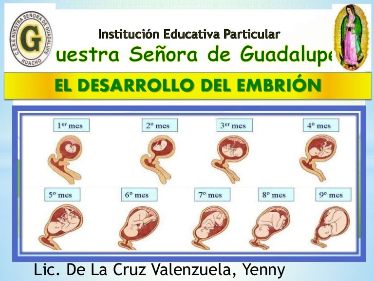 Desarrollo del nuevo ser
