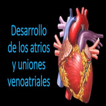 Desarrollo de los atrios y uniones venoatriales