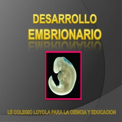 Desarrollo Embrionario 