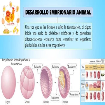Desarrollo embrionario animal | PPT
