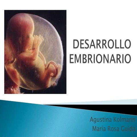 Desarrollo embrionario primera parte