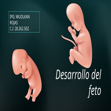 desarrollo fetal semana 9 hasta la 40.pptx