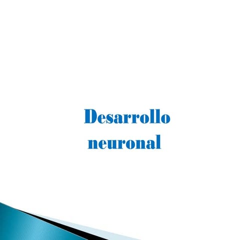 Desarrollo neuronal
