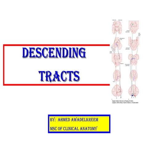 descendingvfdfgtrdgrshihuuhhgrewsfgg.ppt