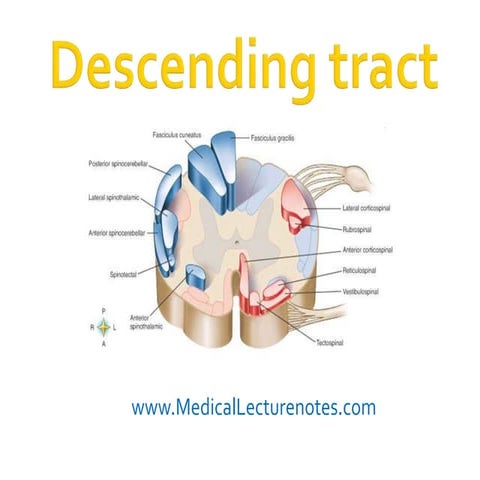 Descending tract