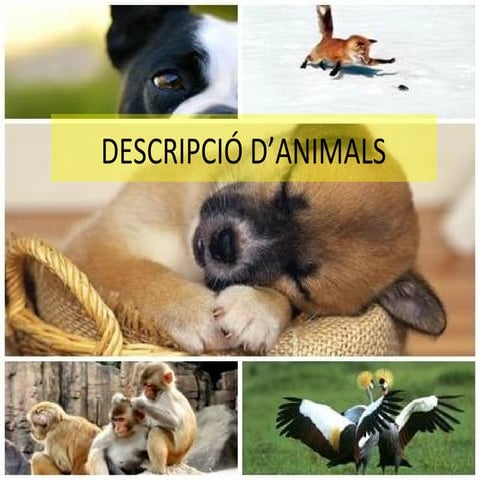 Descripció d’animals