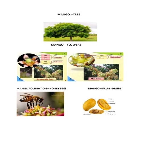 Description and identification of fruit crops