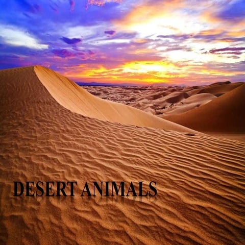 Desert animals : Jonathan & David.
