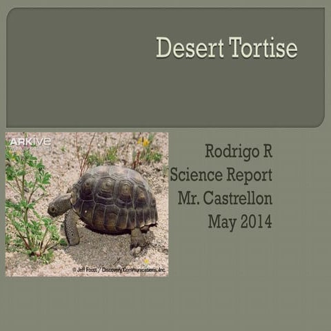Desert tortoise rodrigo 2014 | PPTX