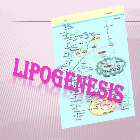 Lipogenesis (Fatty Acid Biosynthesis)