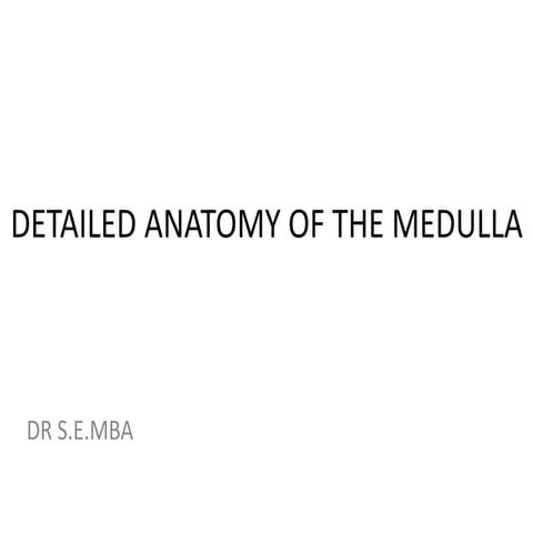 DETAILED ANATOMY OF THE MEDULLA