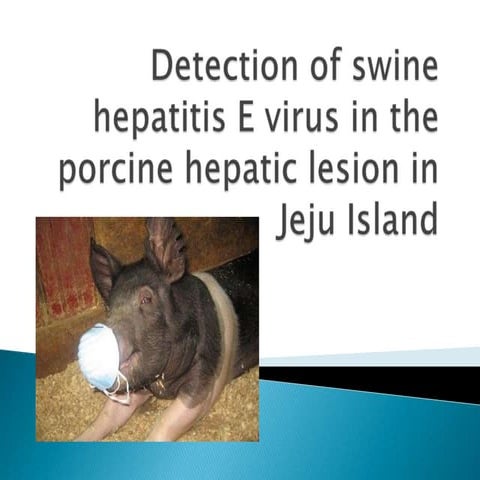 Detection of swine hepatitis e virus in the