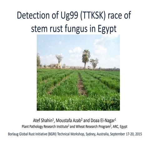 Detection of ug99_in_egypt_BGRI2015_Austrilia_Atef_Shahin